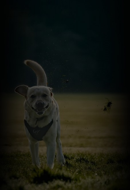 Cachorro feliz correndo na grama